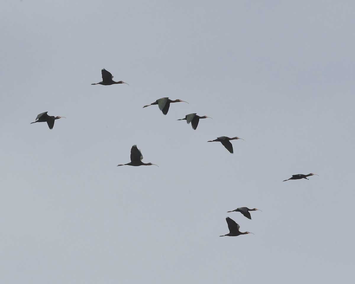 White-faced Ibis - ML644685645