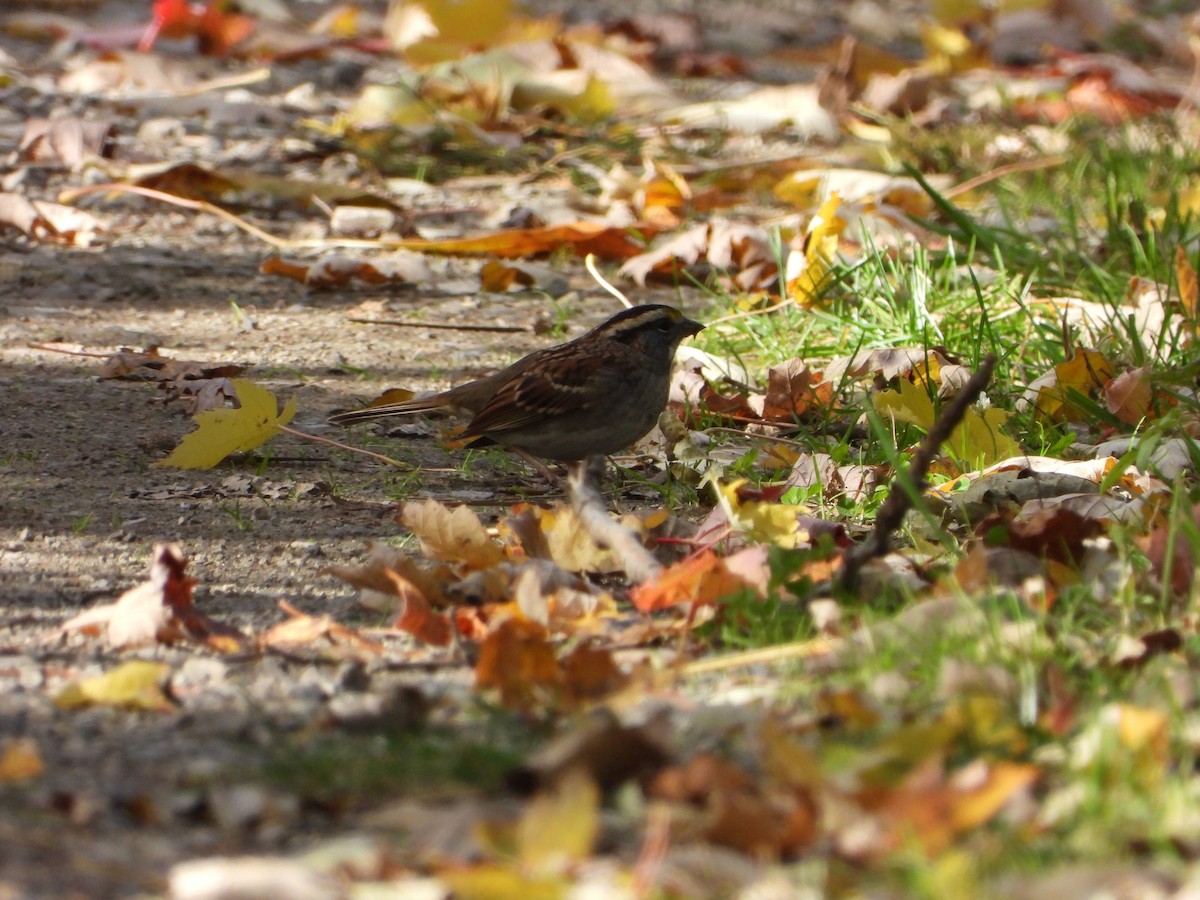 White-throated Sparrow - ML644685651