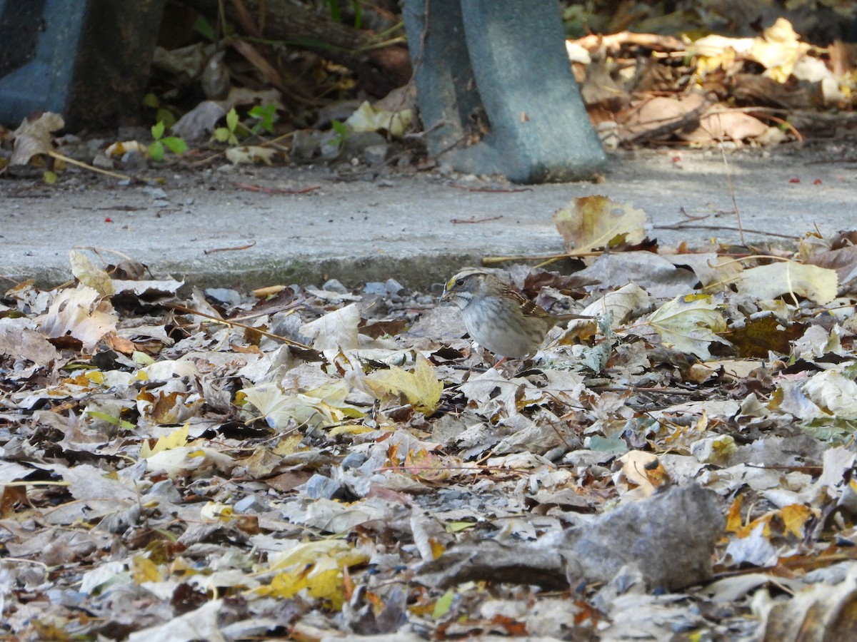 White-throated Sparrow - ML644685652