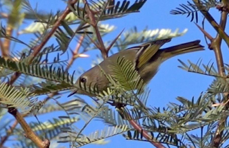 Rubingoldhähnchen - ML644685653