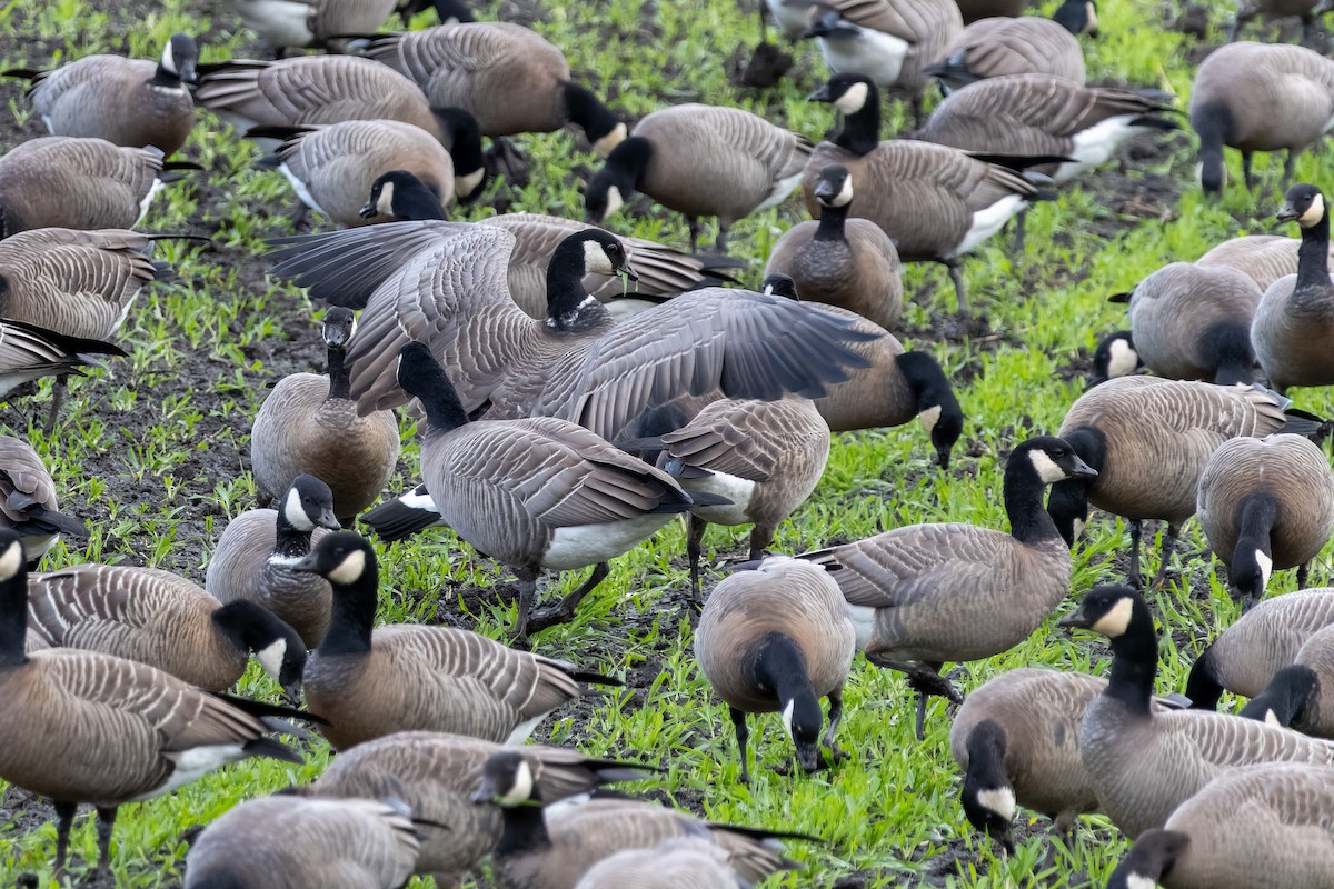 polargås - ML644685654