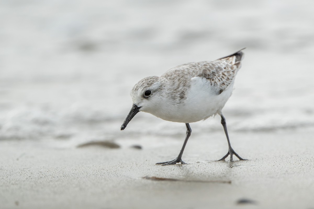 Sanderling - ML644685656