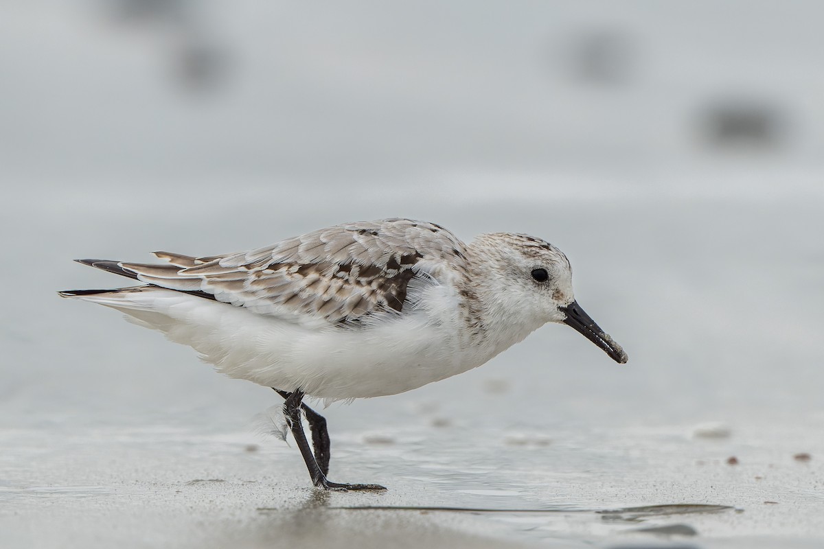 Sanderling - ML644685657