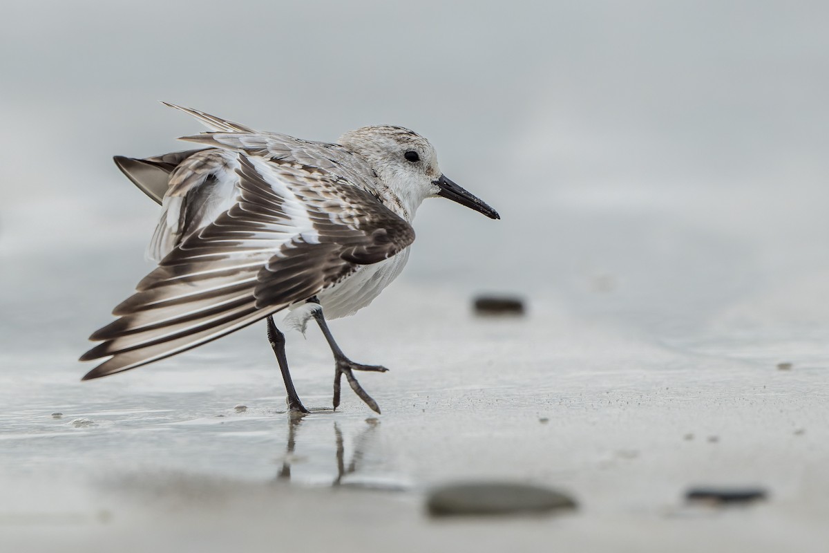 Sanderling - ML644685658