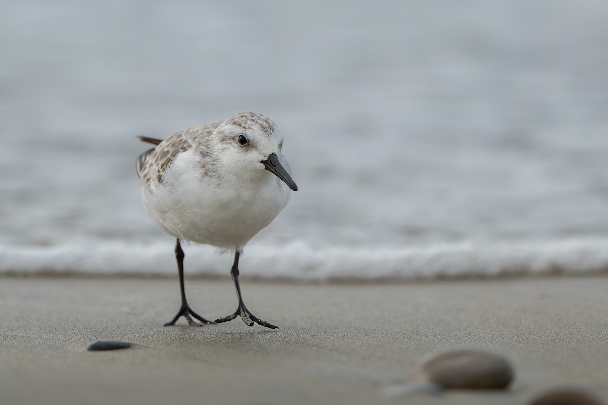 Sanderling - ML644685659