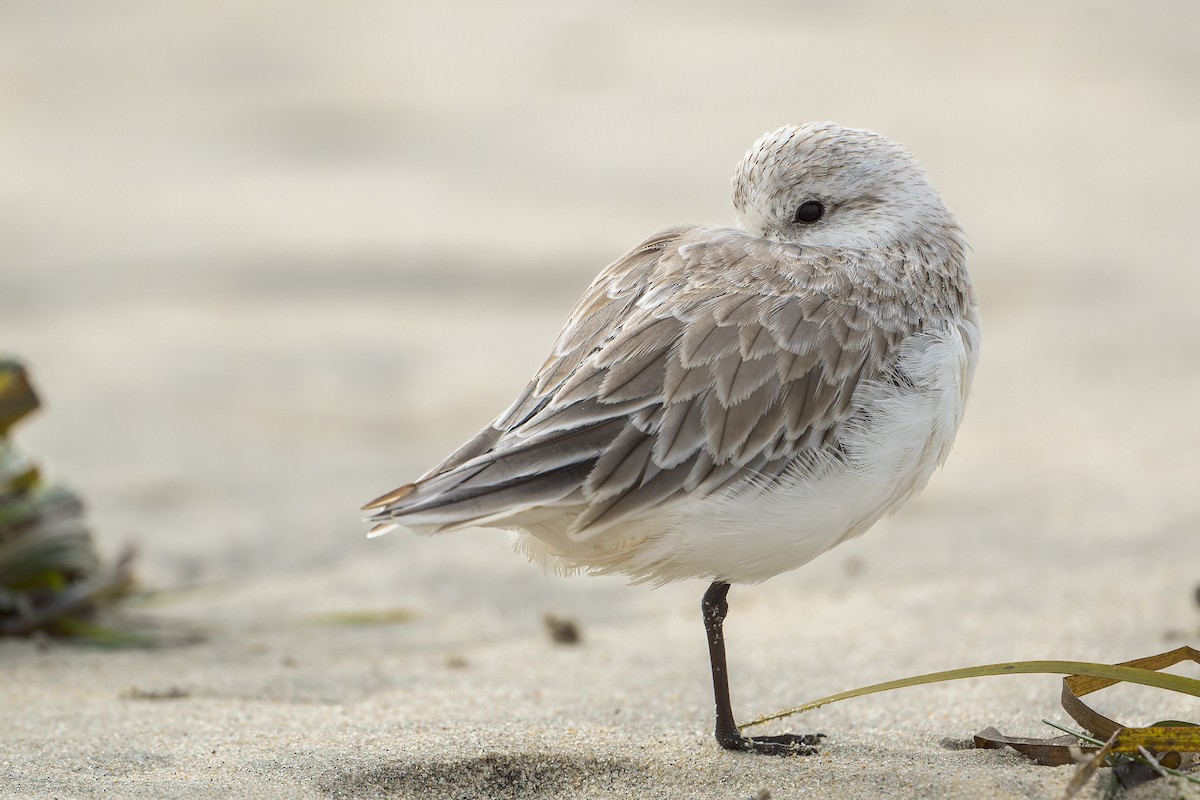 Sanderling - ML644685660