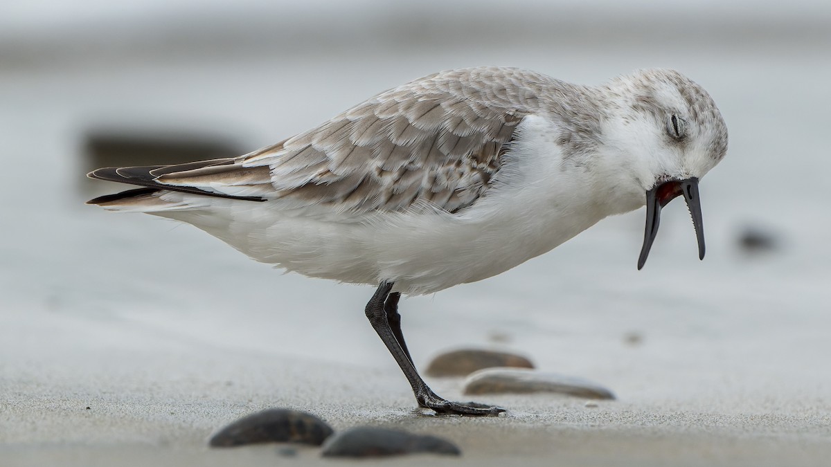 Sanderling - ML644685661