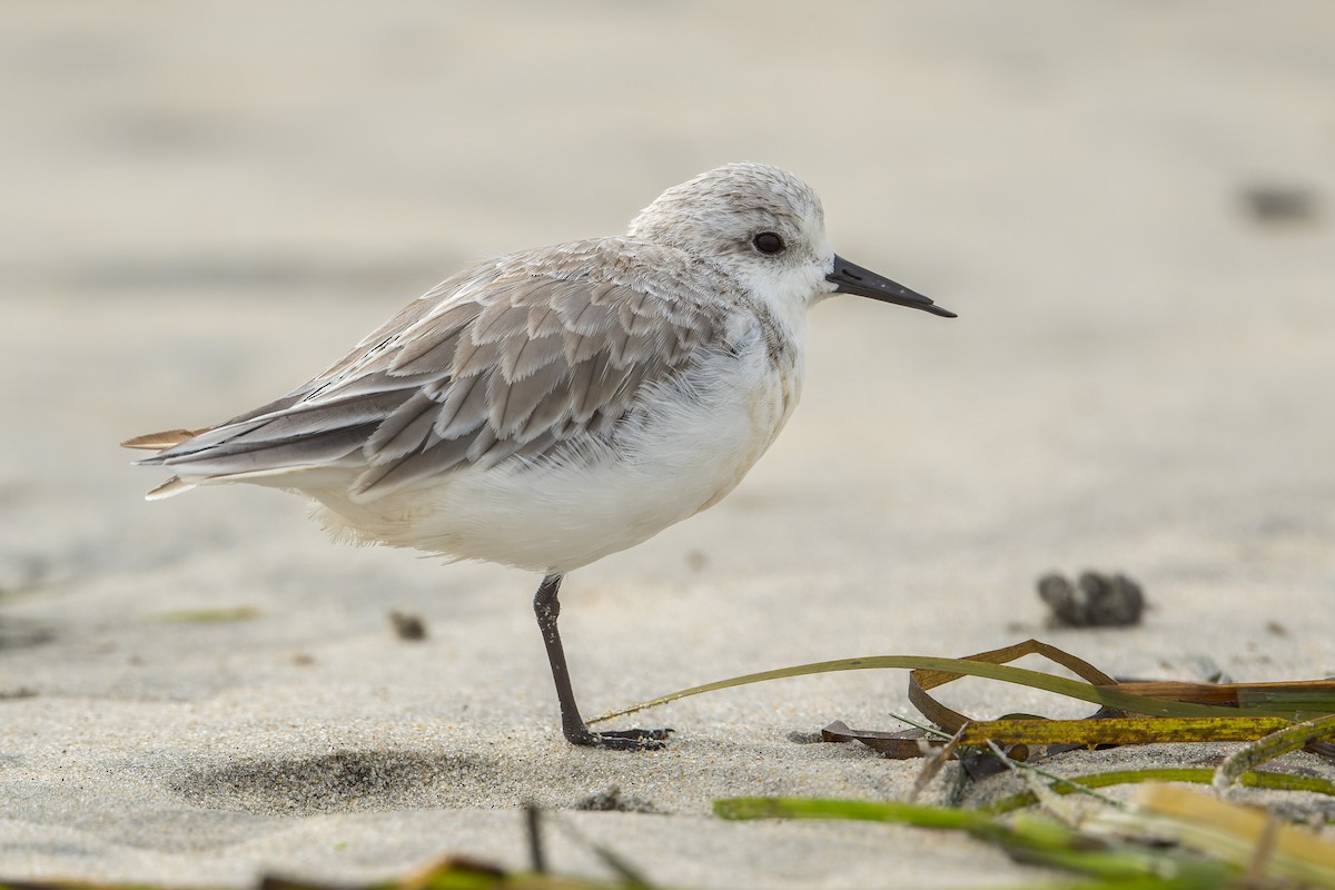 Sanderling - ML644685662