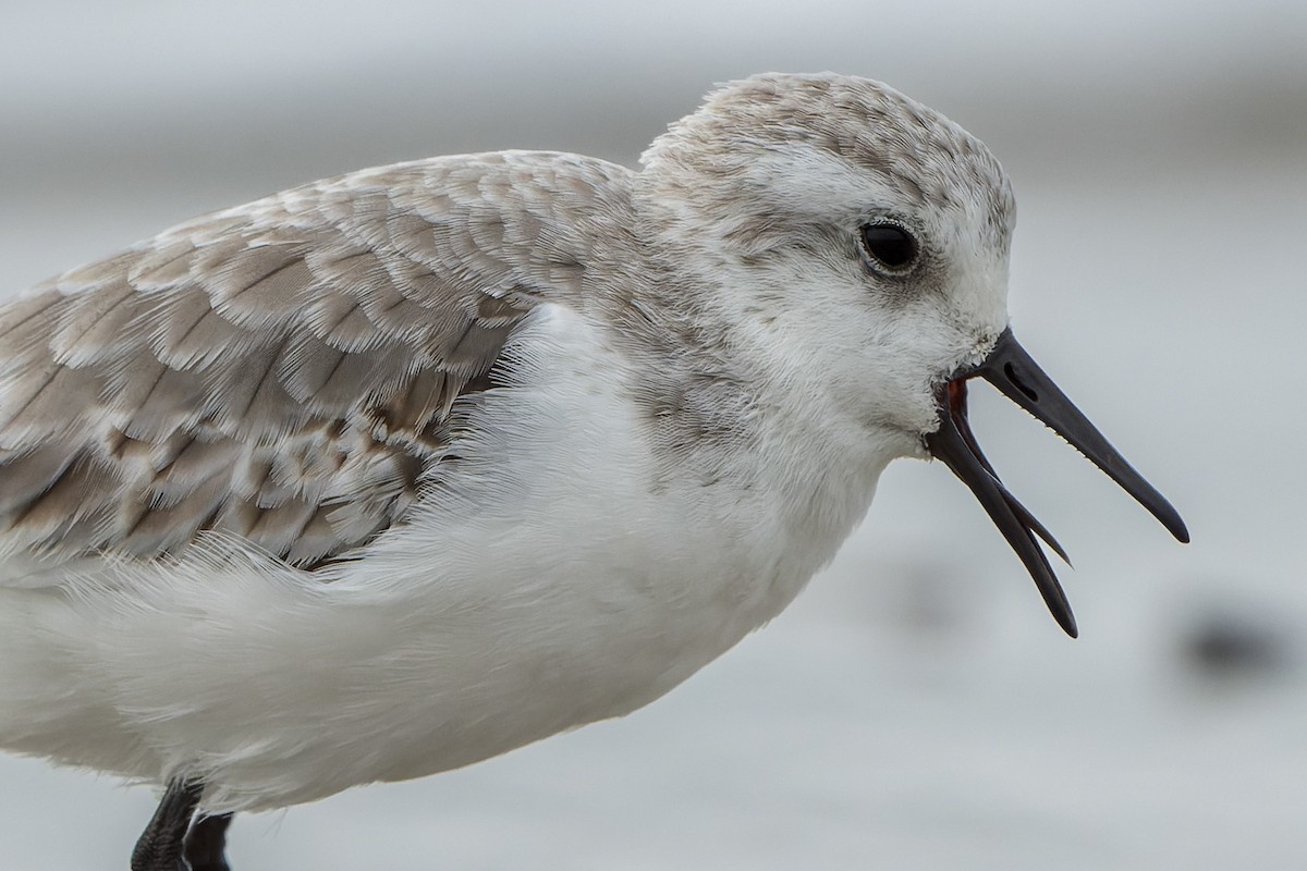 Sanderling - ML644685663