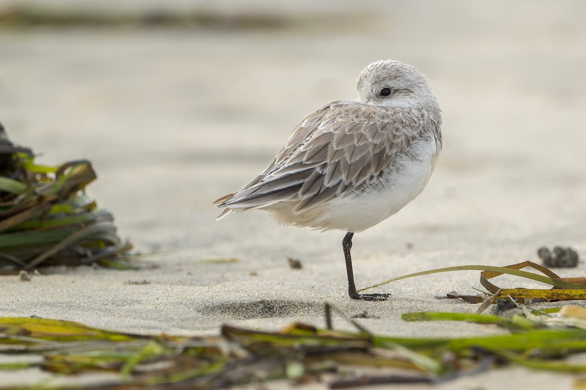 Sanderling - ML644685664