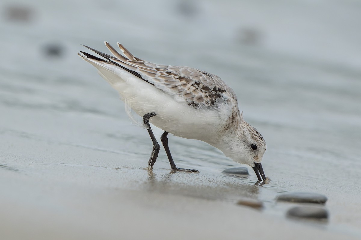 Sanderling - ML644685665