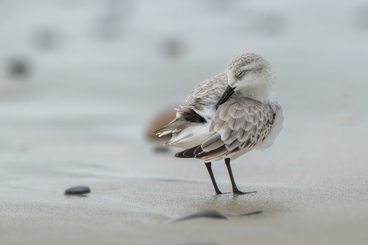 Sanderling - ML644685666