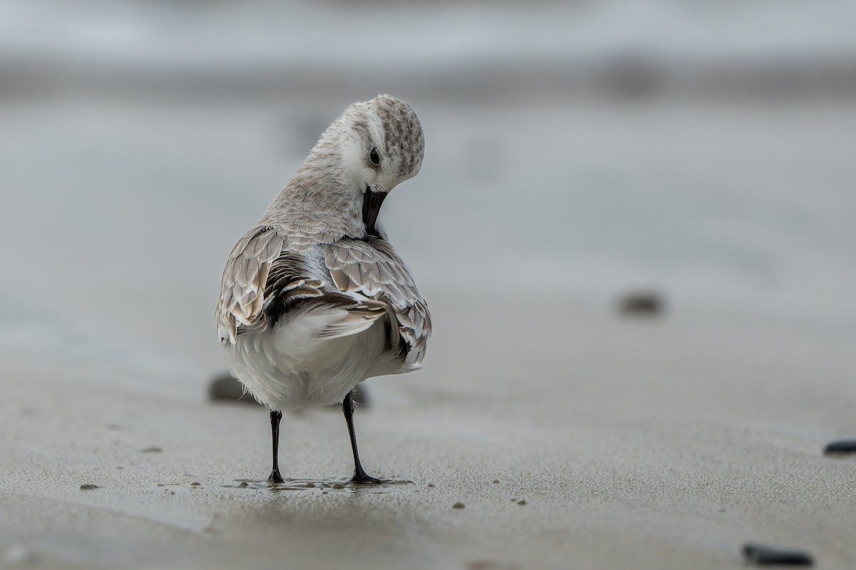 Sanderling - ML644685667