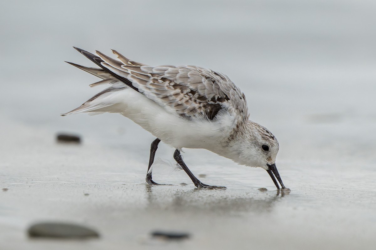 Sanderling - ML644685668
