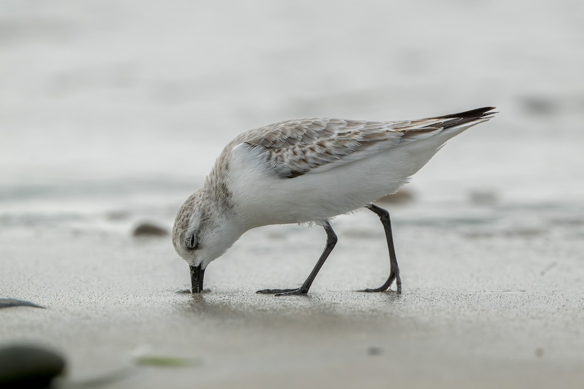 Sanderling - ML644685669