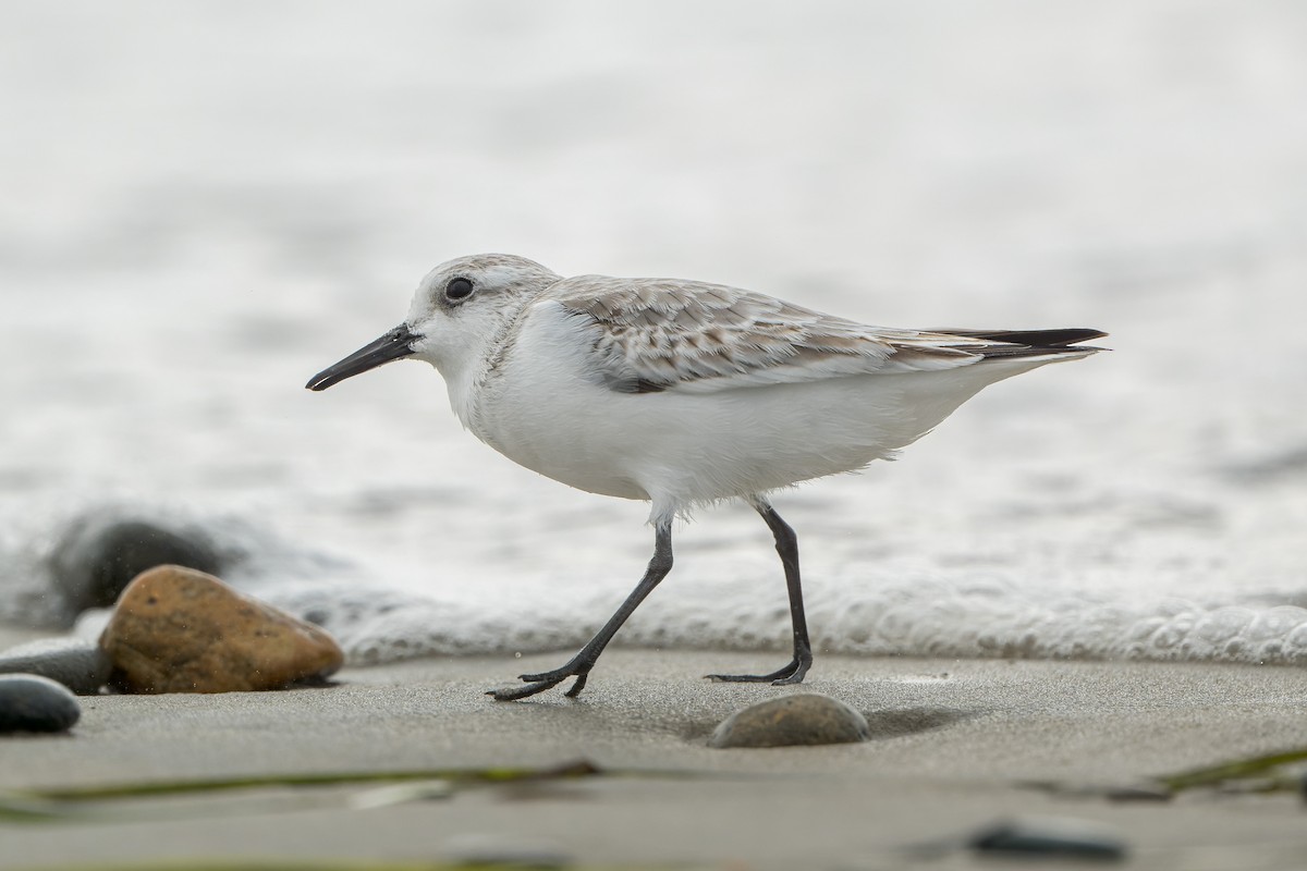Sanderling - ML644685670