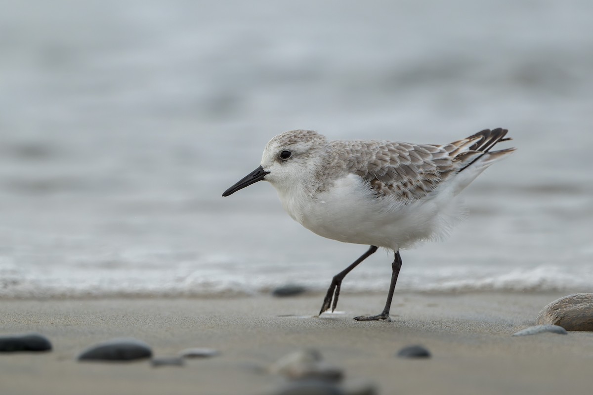 Sanderling - ML644685671