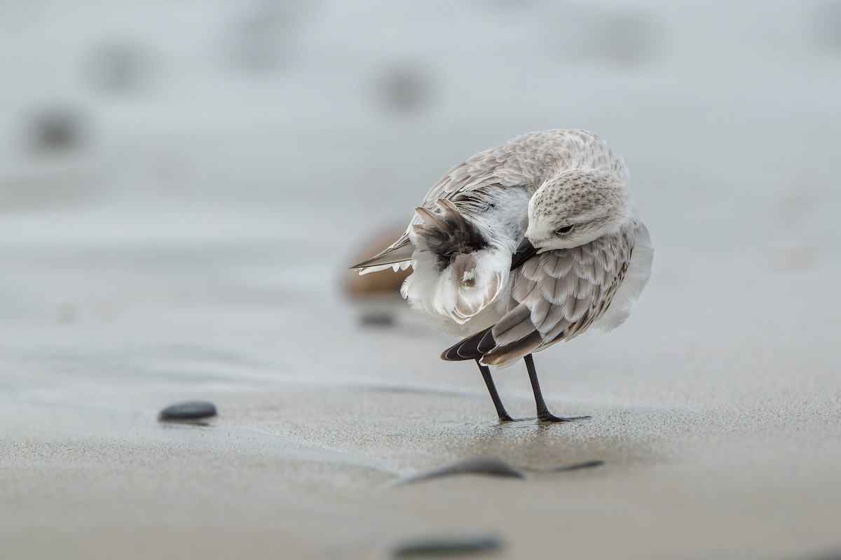 Sanderling - ML644685672