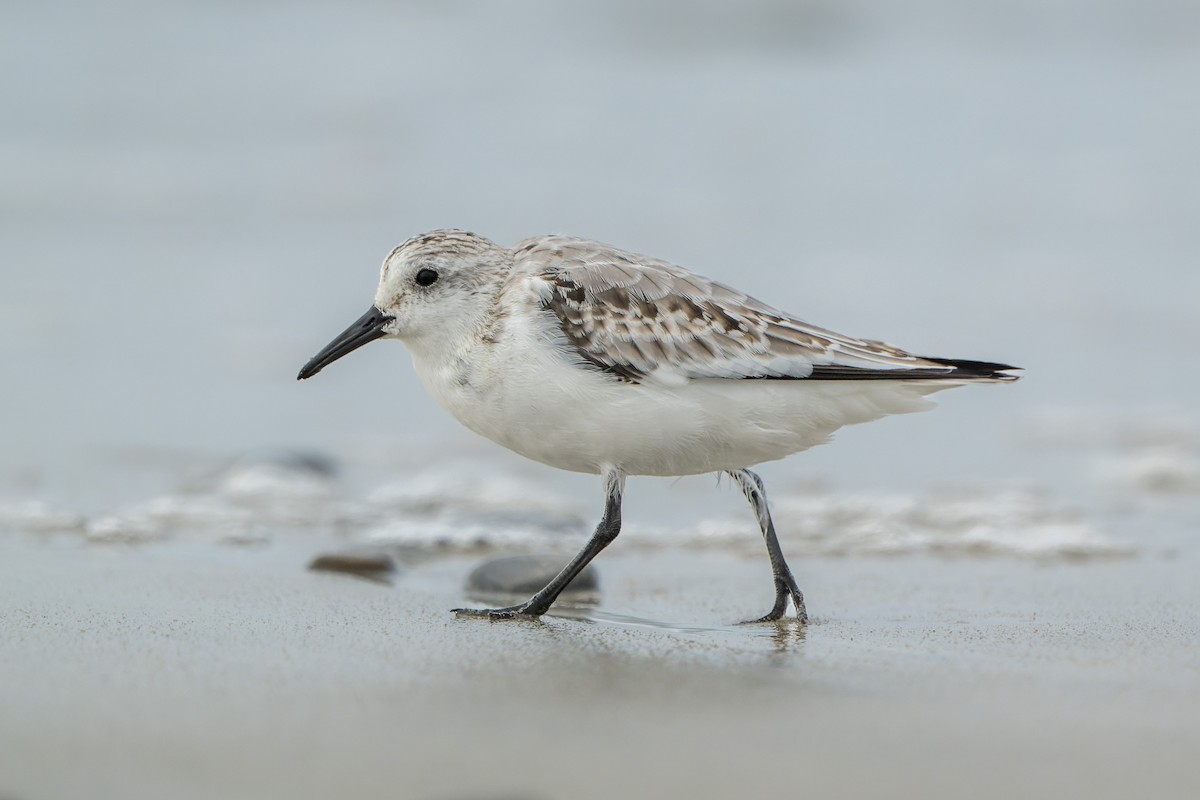 Sanderling - ML644685673