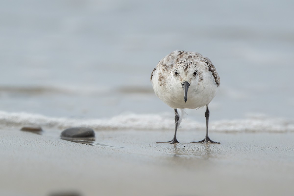 Sanderling - ML644685674