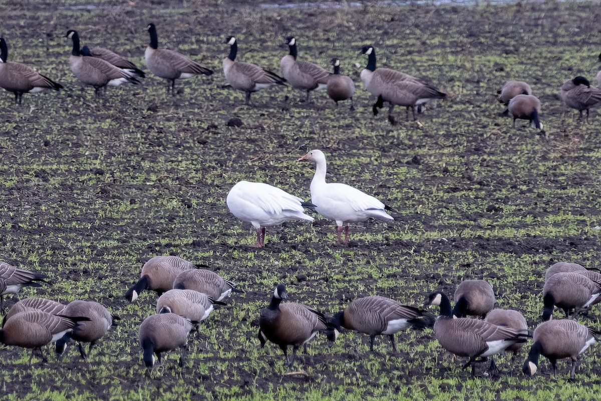 husa sněžní - ML644685681