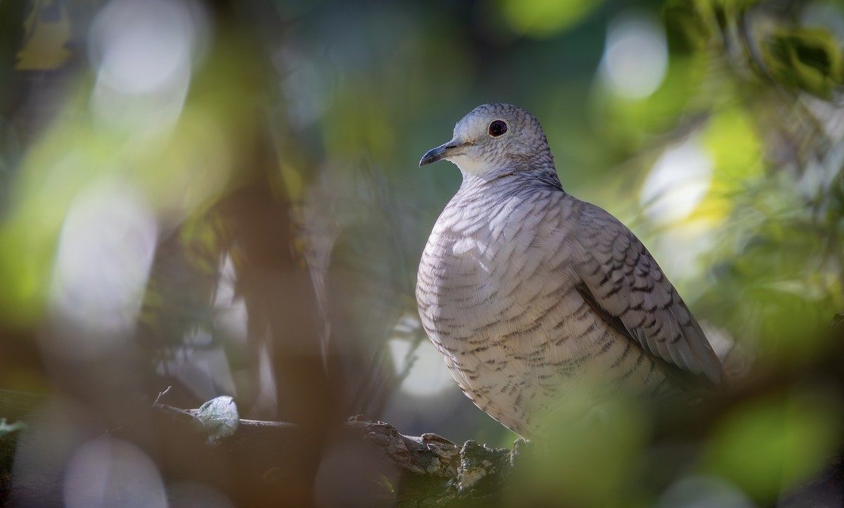 Inca Dove - ML644685704