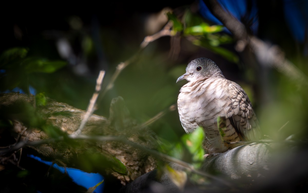 Inca Dove - ML644685705