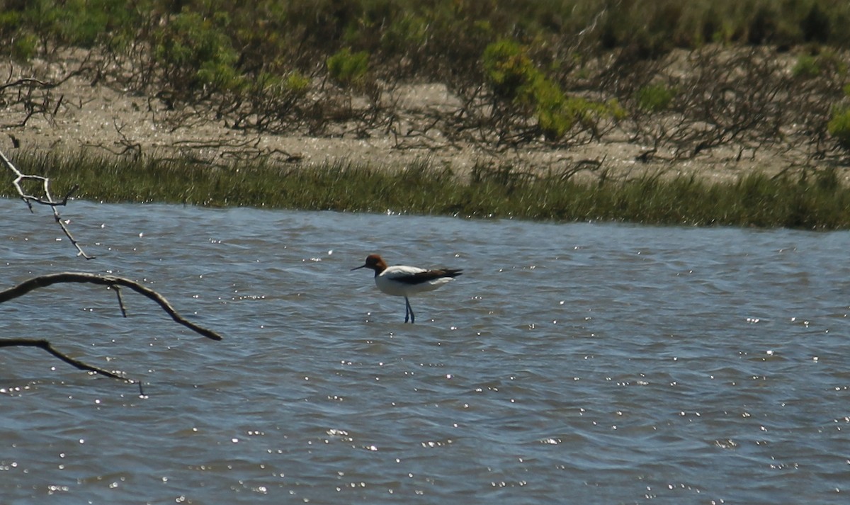 Чоботар австралійський - ML644685706
