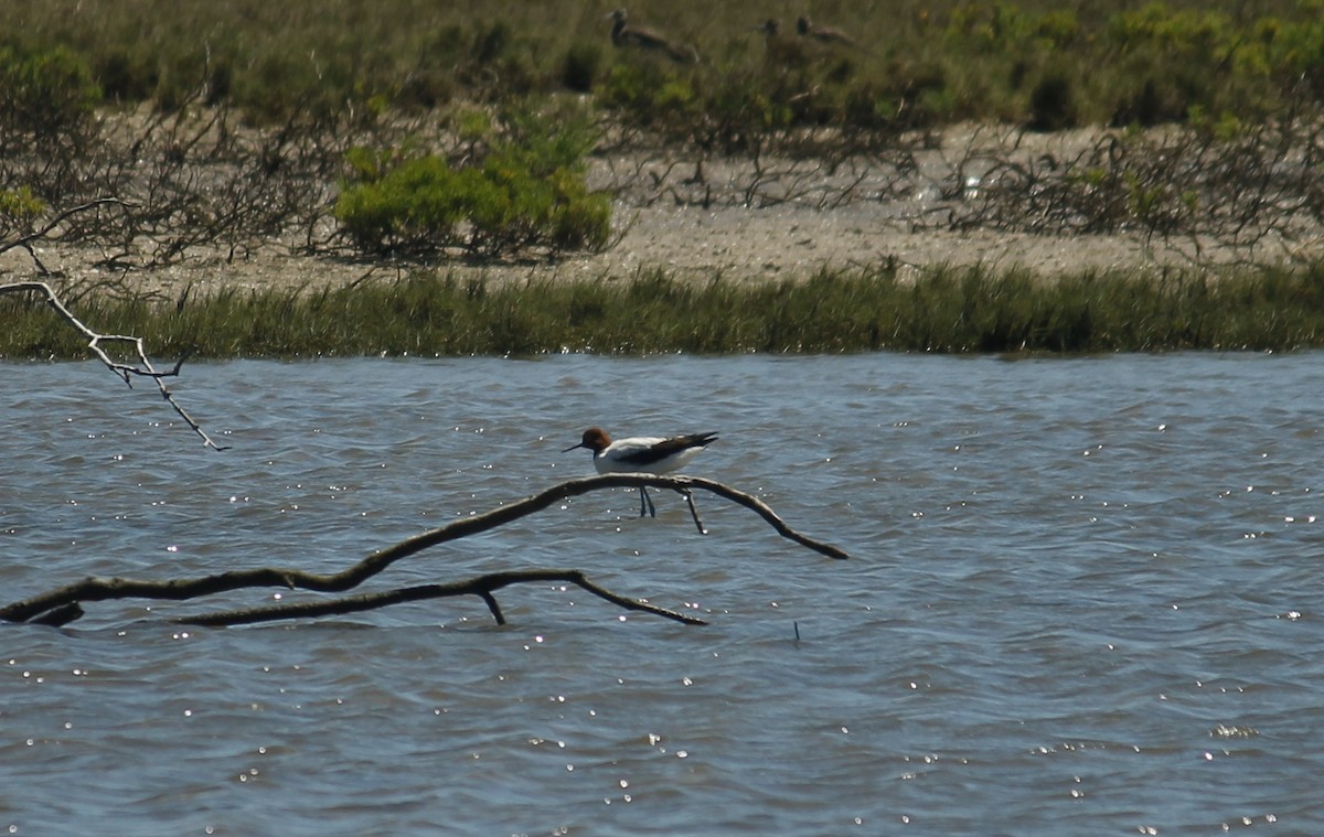 Чоботар австралійський - ML644685708