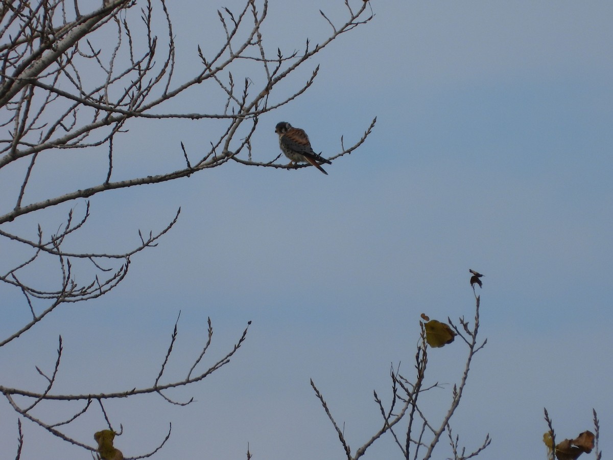 アメリカチョウゲンボウ - ML644685710