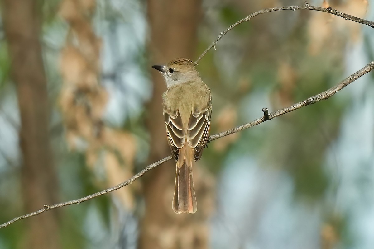Brown-crested Flycatcher - ML644685713