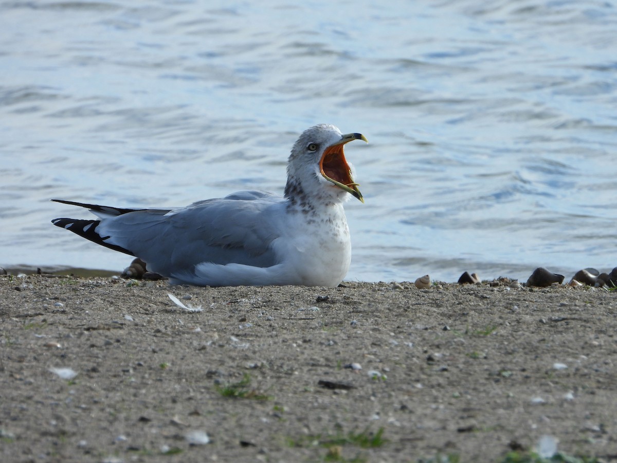 クロワカモメ - ML644685714
