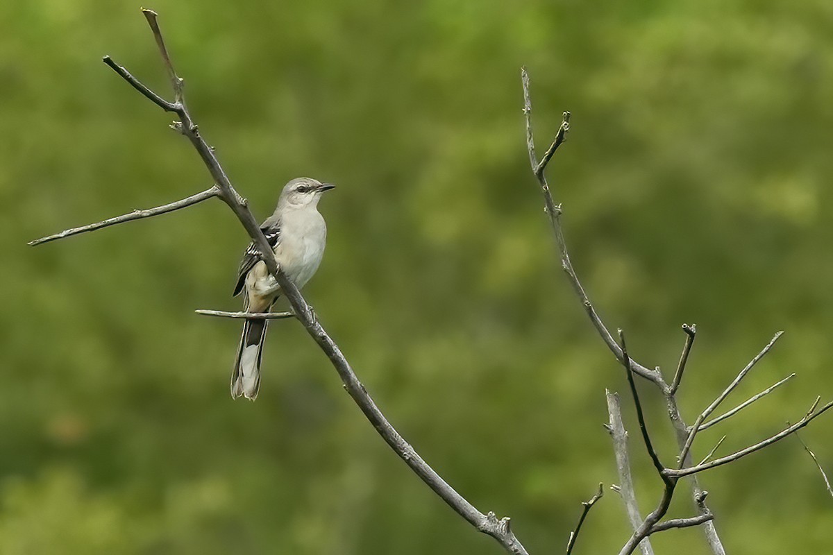 Tropikal Taklitçi - ML644685718