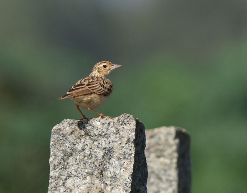 Jerdon's Bushlark - ML644685719