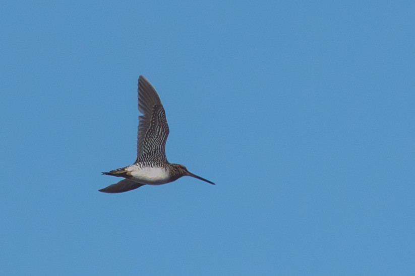 Wilson's Snipe - ML644685723