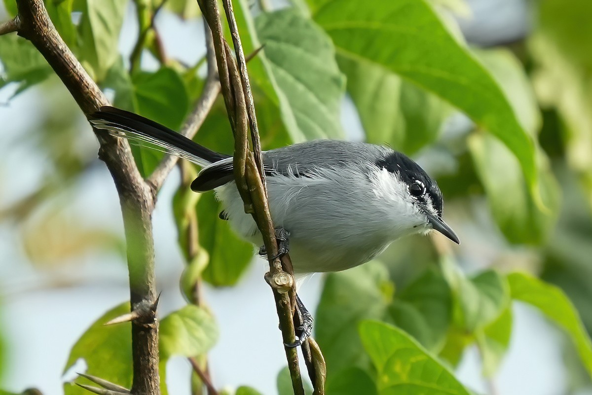 Perlita Cejiblanca - ML644685724