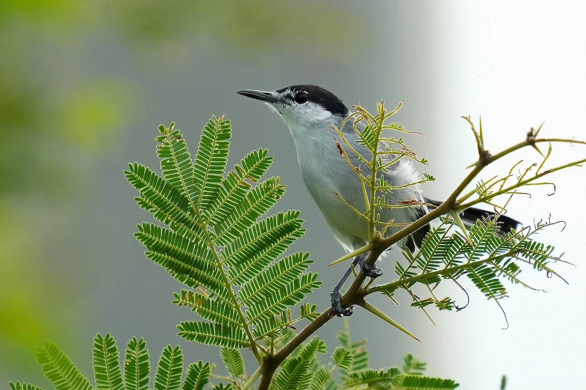 Perlita Cejiblanca - ML644685725