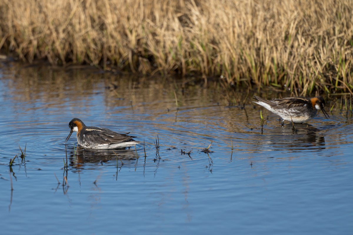 Falaropo Picofino - ML644685727