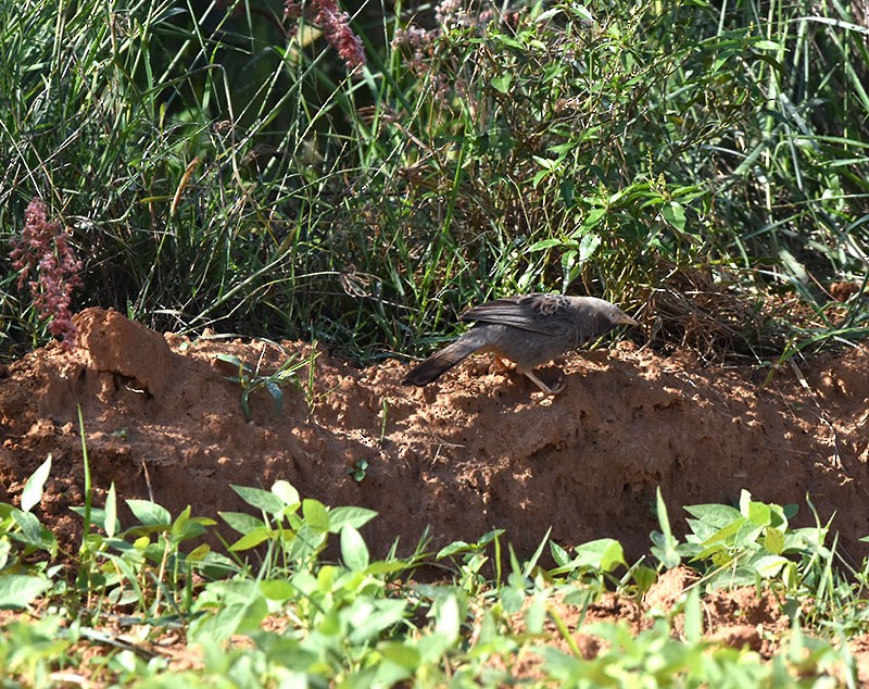 Turdoide Piquigualdo - ML644685728