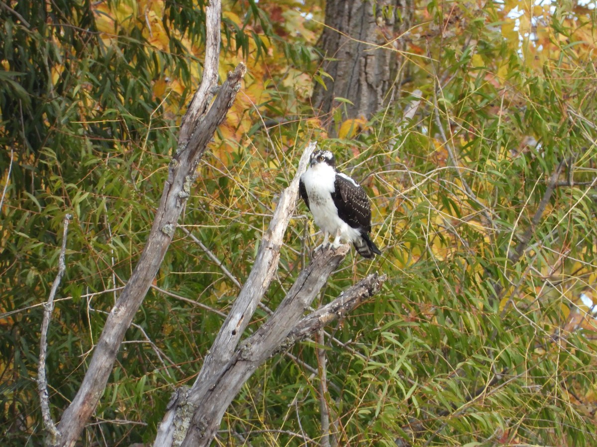 Águila Pescadora - ML644685729