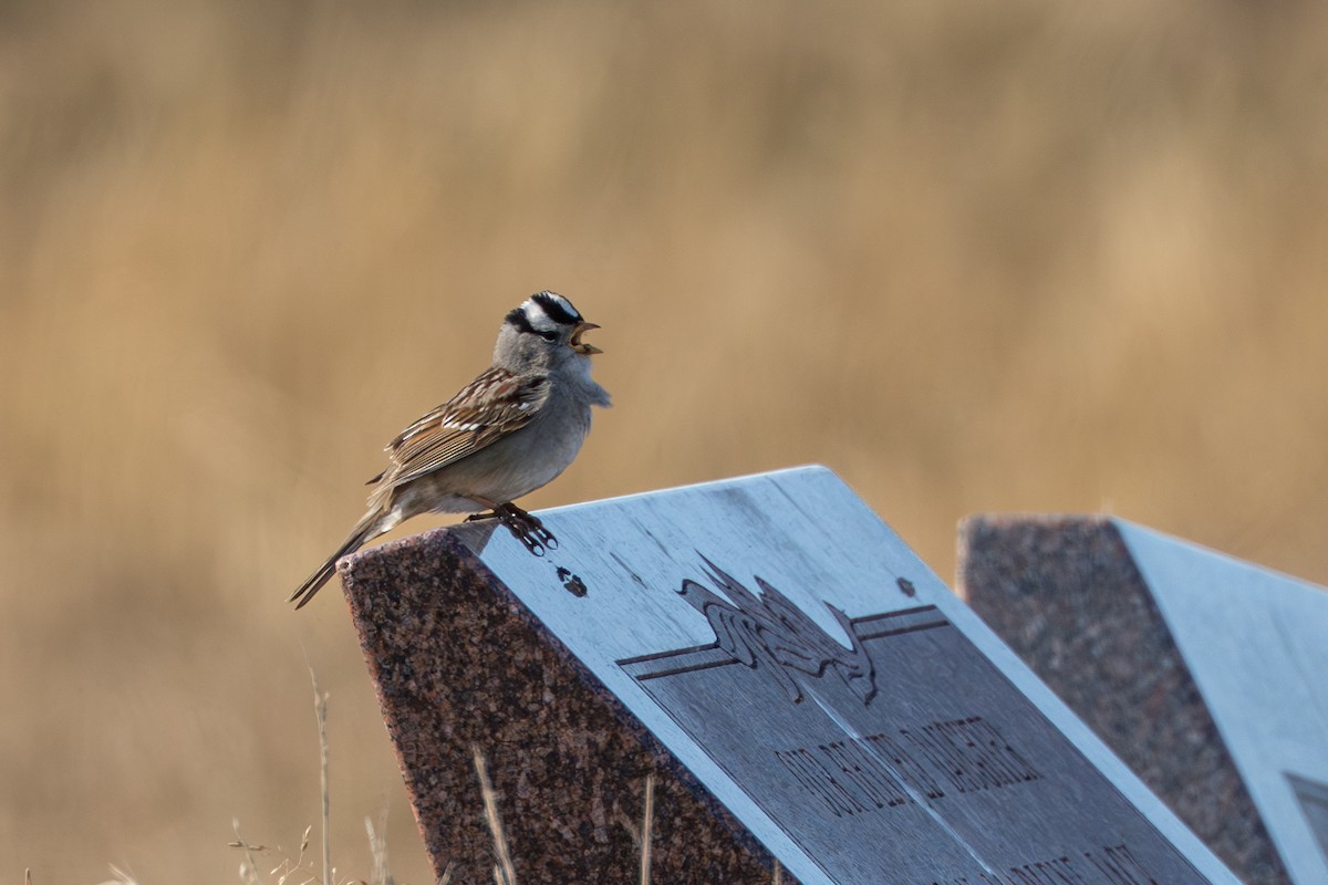 Chingolo Coroniblanco (gambelii) - ML644685730