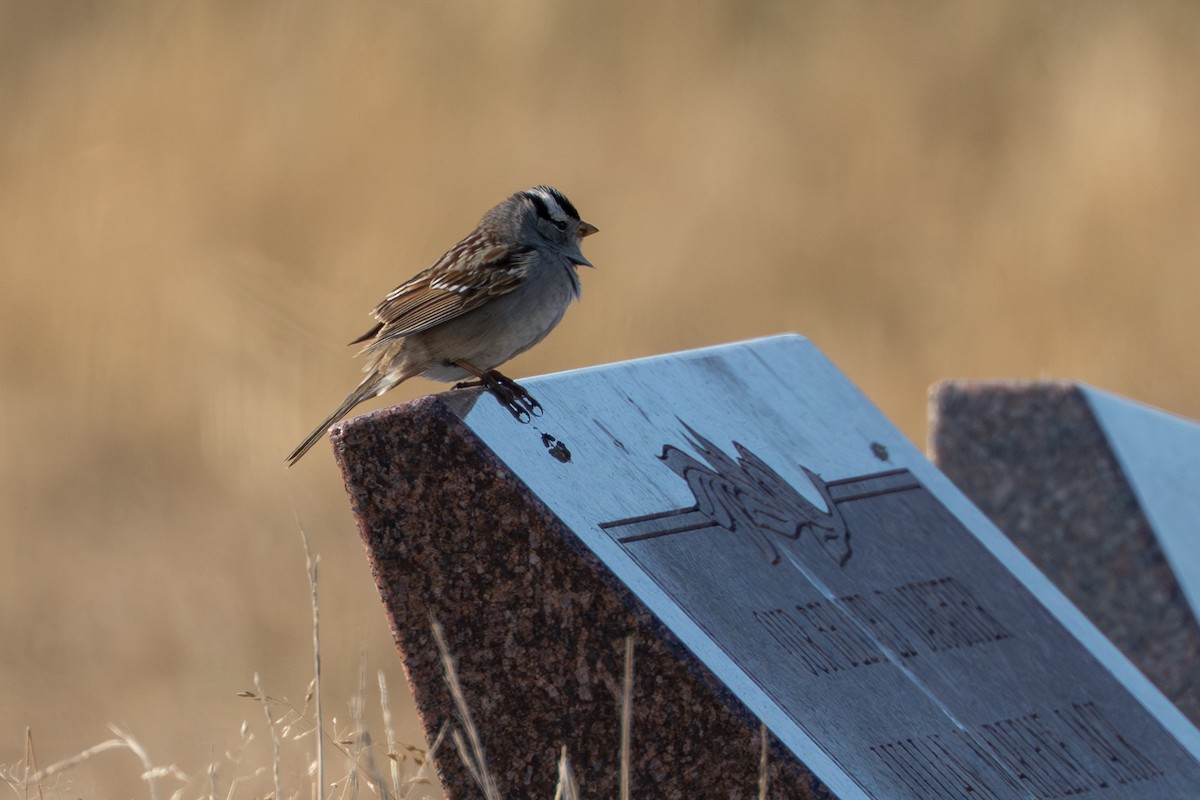 Chingolo Coroniblanco (gambelii) - ML644685731