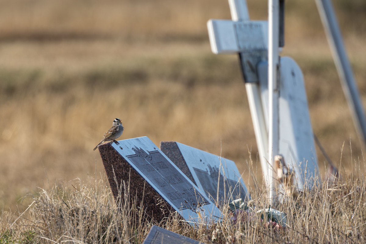 Chingolo Coroniblanco (gambelii) - ML644685732