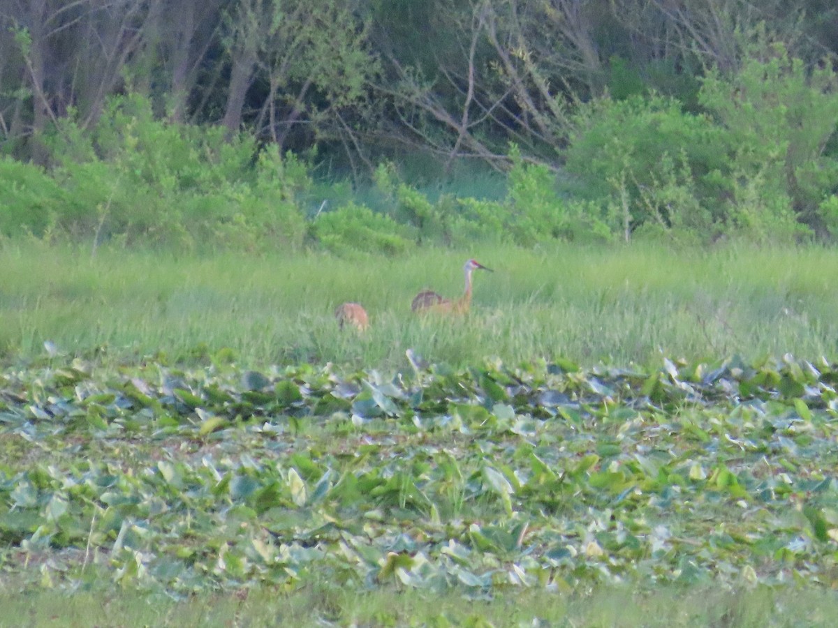 Grulla Canadiense - ML644685733