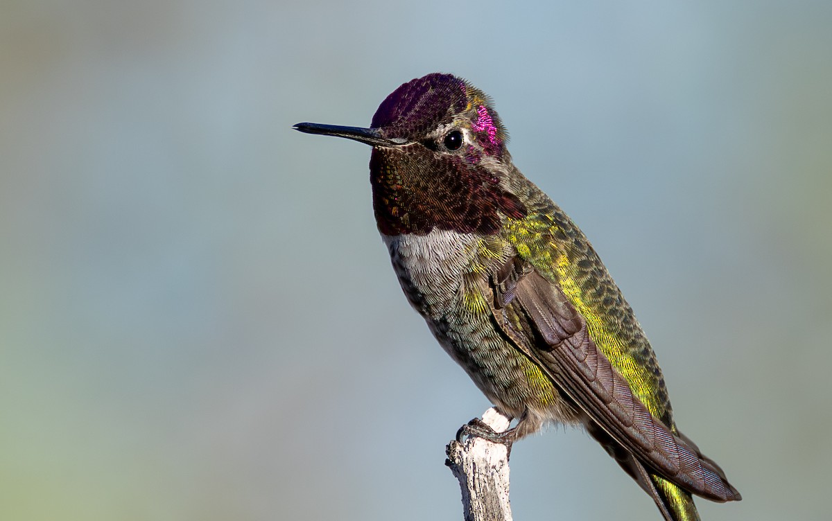Colibrí de Anna - ML644685734
