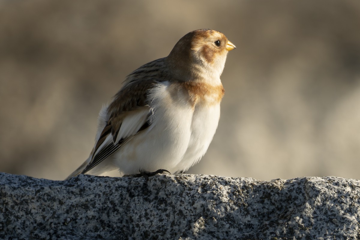 Escribano Nival - ML644685737