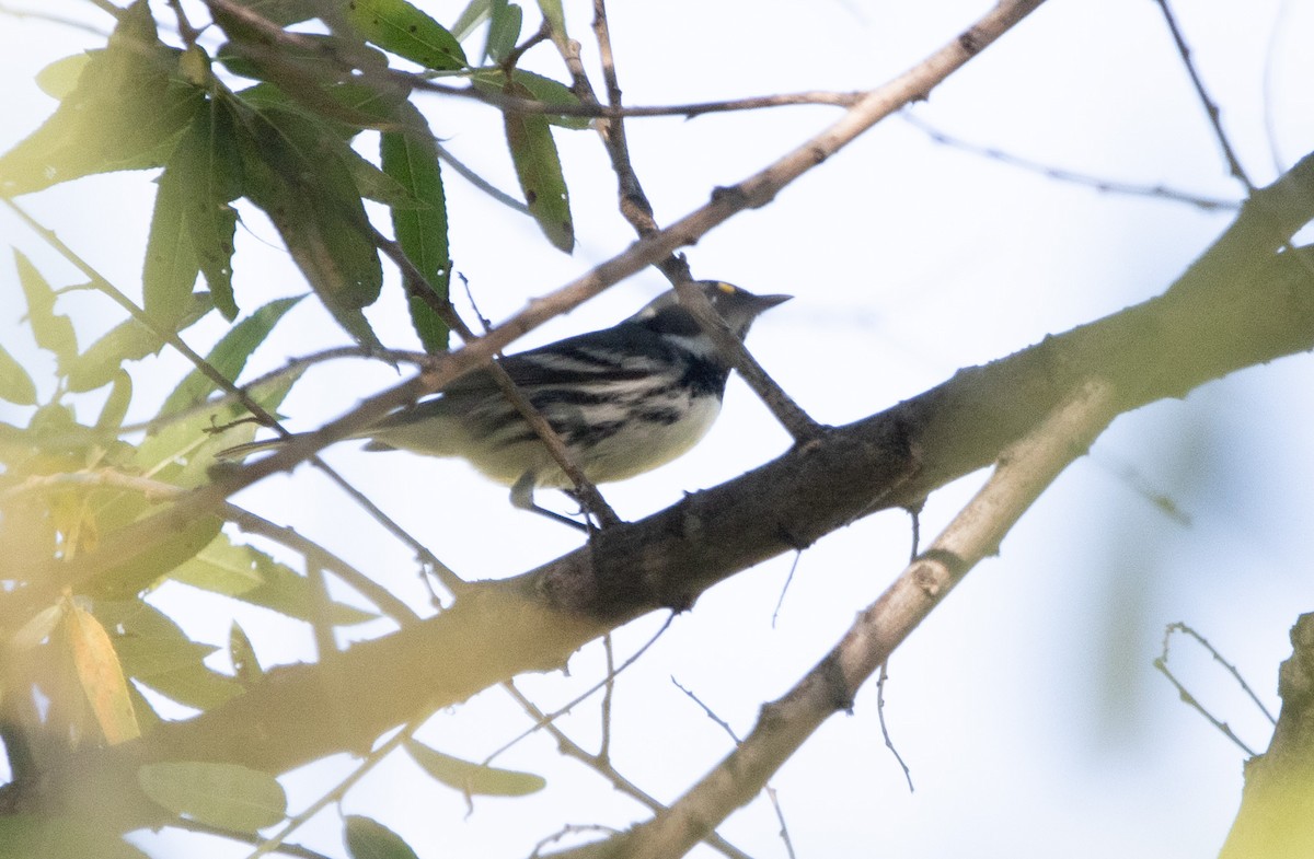 Black-throated Gray Warbler - ML644685739