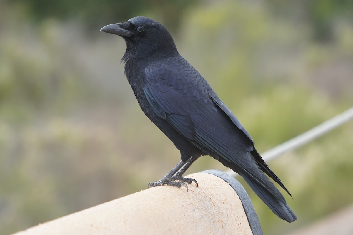 Cuervo Americano - ML644685740