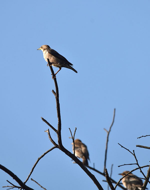 Estornino Rosado - ML644685743