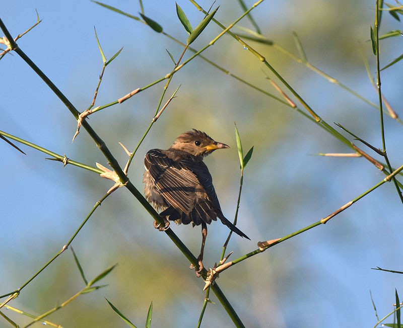 Estornino Rosado - ML644685744